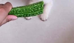 两只小狗吃瓜视频