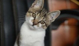 美女喂猫猫吃瓜视频下载,美女与萌猫共度美好时光