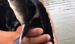 一只吃瓜的小鲨鱼视频,海洋萌宝的欢乐日常