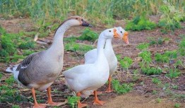 方瓜可不可以喂鹅吃呀视频