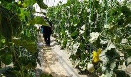 长垣吃瓜的视频,一场别开生面的乡村盛宴