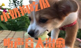 狗吃瓜的视频,萌宠吃瓜视频走红网络