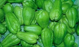 聪明吃瓜视频,短视频中的智慧与趣味