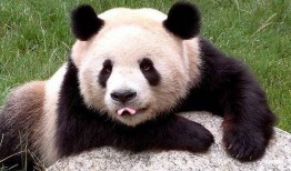 大熊猫吃蓝瓜图片高清视频,大熊猫美食时光高清大揭秘