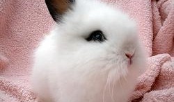 宠物兔吃瓜的视频播放,可爱瞬间引网友爆笑