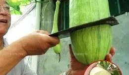 砍瓜可以无限吃吗视频,砍瓜真的可以无限吃？视频揭秘惊人真相