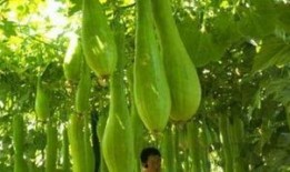 砍瓜可以无限吃吗视频,砍瓜真的可以无限吃？视频揭秘惊人真相