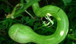 吃蛇瓜小视频大全,小视频带你领略独特风味