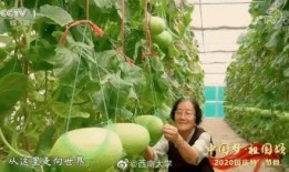 中国自由吃瓜视频