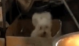 酒吧黑白双煞吃瓜视频,揭秘娱乐圈幕后风云