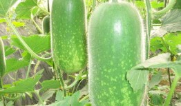 西安教授吃瓜视频大全,趣味横生的校园生活瞬间