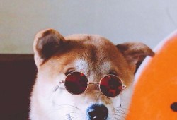 二狗子直播吃瓜视频下载,一场视觉盛宴的下载攻略