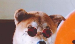 二狗子直播吃瓜视频下载,一场视觉盛宴的下载攻略