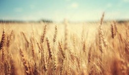 麦田吃瓜视频,揭秘网络热门视频背后的故事