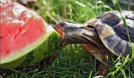 带你吃瓜乌龟跳舞视频完整版,带你领略带瓜乌龟的欢乐舞步