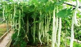 吃蛇瓜小视频大全,小视频带你领略独特风味