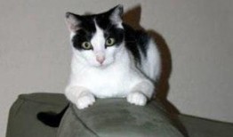 懒猫吃瓜酱小视频下载,揭秘短视频下载背后的秘密