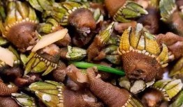 海边吃螺瓜视频,一场海边美食之旅