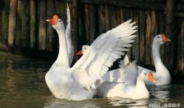 方瓜可不可以喂鹅吃呀视频