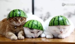 吃瓜猫俊秀最新视频,揭秘幕后故事，带你领略趣味生活