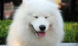 萨摩吃瓜视频素材,揭秘网红宠物的趣味日常