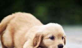 狗吃生瓜好不好吃呢视频,美味还是挑战？