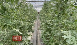 武汉群众吃瓜视频最新,群众围观吃瓜，现场热闹非凡