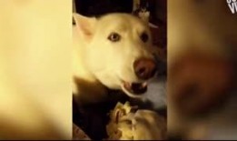 哈士奇吃瓜视频搞笑,笑料百出，萌宠搞笑瞬间