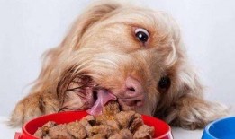 狗狗吃凉瓜黄豆好吗视频,狗狗食用凉瓜黄豆的安全性探讨