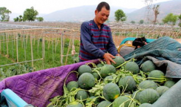 利民镇吃瓜视频,揭秘乡村生活趣味瞬间