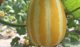 吃瓜的视频一般在哪看,吃瓜视频的热门观看平台大盘点