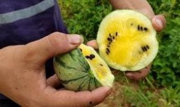 吃瓜傻笑视频素材无水印