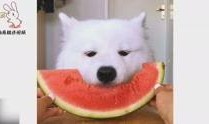 萨摩吃瓜视频素材,揭秘网红宠物的趣味日常