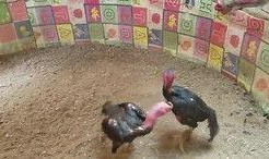 越南人吃鸡瓜视频大全