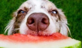 小白瓜狗子可以吃吗视频,揭秘狗狗的健康美食选择