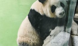 搞笑吃瓜熊猫人视频大全,笑料横生！熊猫吃瓜达人搞笑视频大盘点