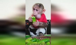 看猴哥吃瓜和小明吃瓜视频,趣味吃瓜大比拼