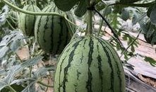 网红吃瓜视频,揭秘娱乐圈幕后真相