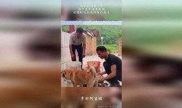 吃瓜凑热闹的狗狗的视频,凑热闹表情萌翻网友