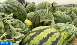 沙河吃瓜视频一品香,揭秘一品香背后的秘密