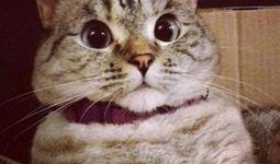 吃瓜搞笑视频猫咪图片,猫咪吃瓜视频，萌态百出笑翻天