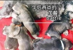 小狗吃小瓜视频下载安装,萌宠美食瞬间收藏