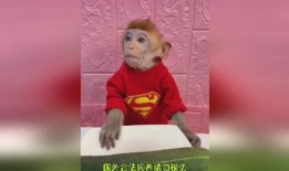 看猴哥吃瓜和小明吃瓜视频,趣味吃瓜大比拼