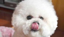 比熊可以吃蒲瓜嘛视频,蒲瓜的适宜性探讨