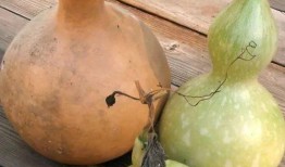 吃葫芦瓜减肥的视频,轻松享瘦的秘密武器