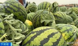 山东菏泽曹县吃瓜近期视频,网络视频揭示当地生活新风尚