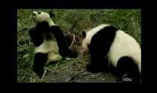 熊猫人动画吃瓜视频大全