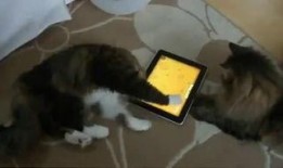 爆笑视频吃瓜吗是什么梗,揭秘网络热词背后的趣味与智慧