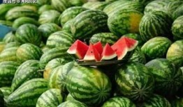 乾隆口渴到瓜地吃瓜视频,亲尝瓜地甘甜瞬间