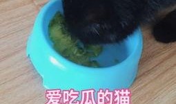 猫咪吃瓜现场视频,萌态百出，笑料连连